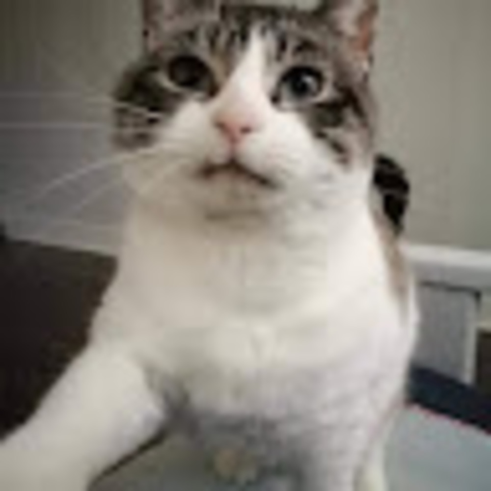 Meet your Posher, Cory